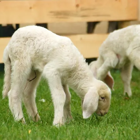 La Bosch, 7-persoons Luxe Eigen Woning Met Privetuin 木屋 *