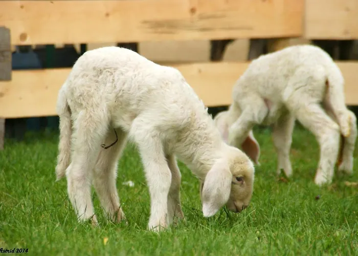 La Bosch, 7-persoons Luxe Eigen Woning Met Privétuin Chalet *