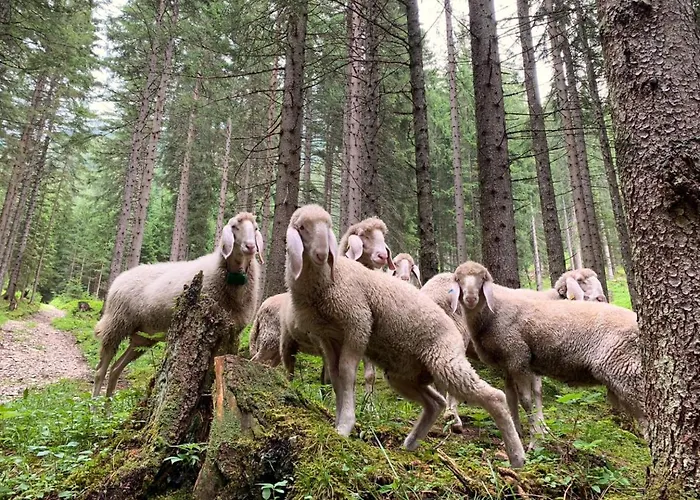 La Bosch, 7-persoons Luxe Eigen Woning Met Privétuin Ehrwald